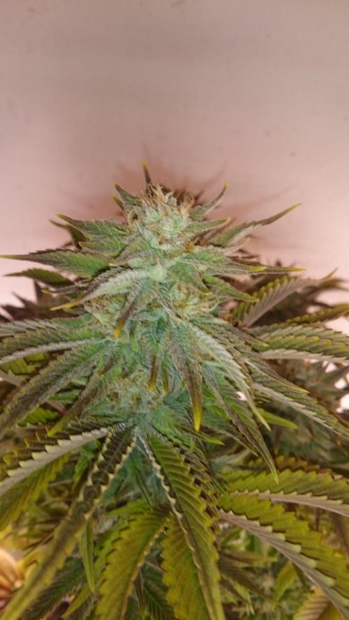 Lady Livia Vi. Week 12