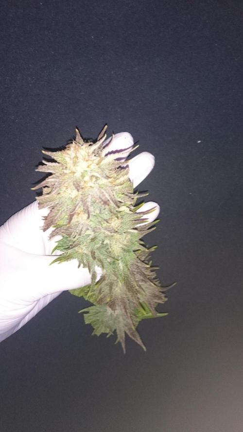 Lady Livia Vi. Week 12