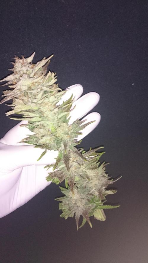 Lady Livia Vi. Week 12