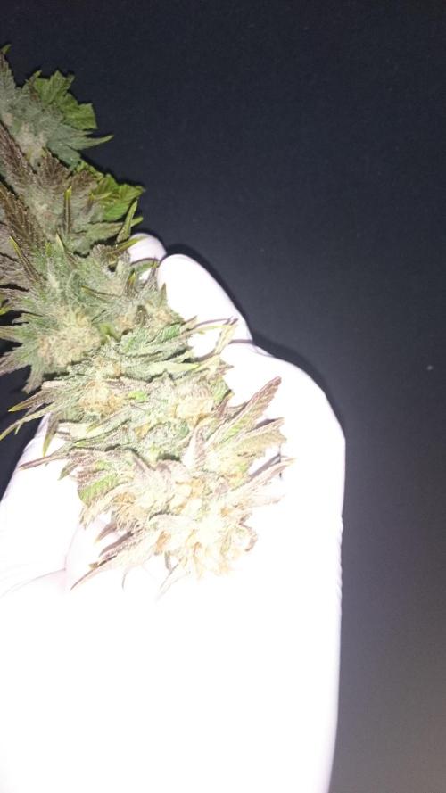 Lady Livia Vi. Week 12