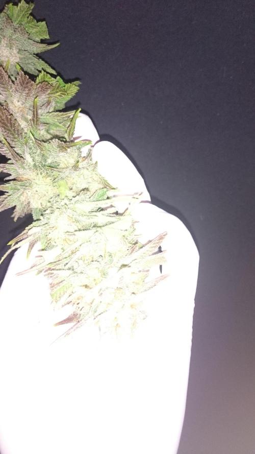 Lady Livia Vi. Week 12