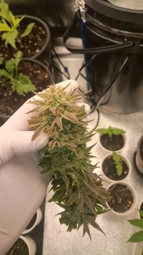 Lady Livia Vi. Week 12