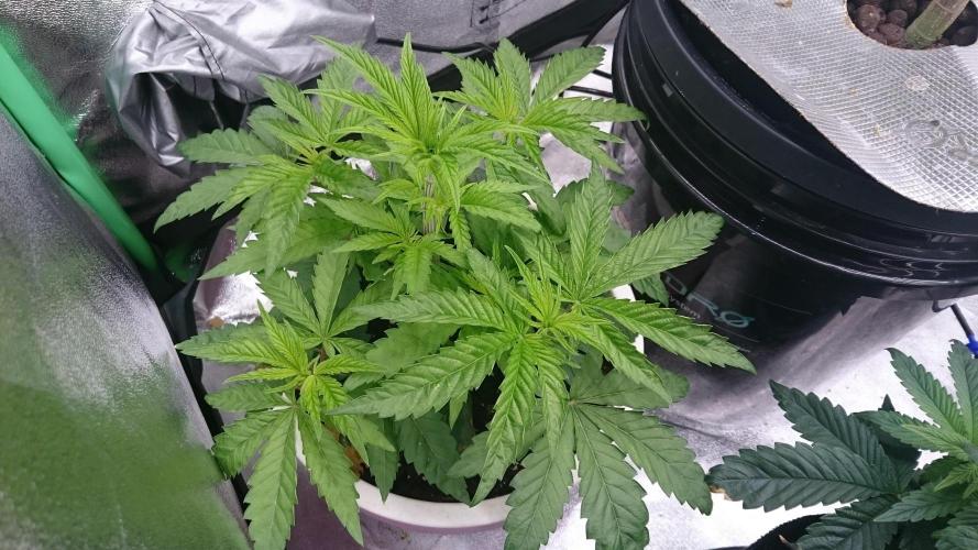 Lady Parysatis. Week 3 - 34