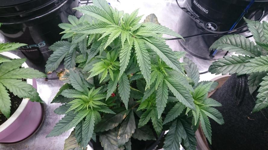 Lady Muireann. Week 4 - 46