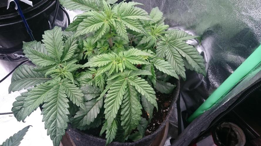 Bagseed BloodDragon lastone. Week 6 - 64