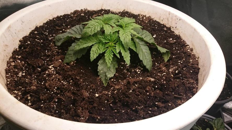 Lady Ambrosia. Week 2 - 22