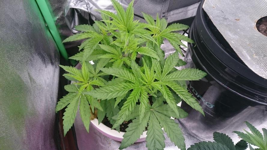 Lady Parysatis. Week 3 - 35