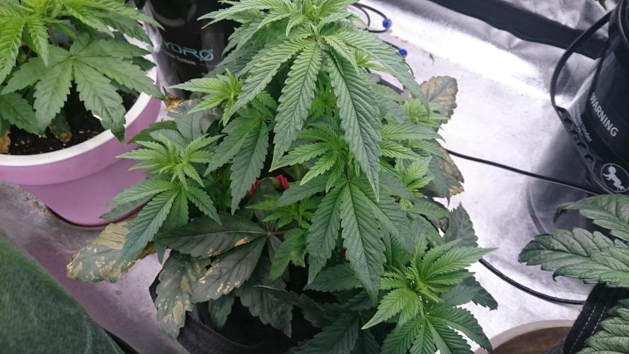 Lady Muireann. Week 4 - 47