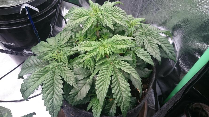 Bagseed BloodDragon lastone. Week 6 - 65