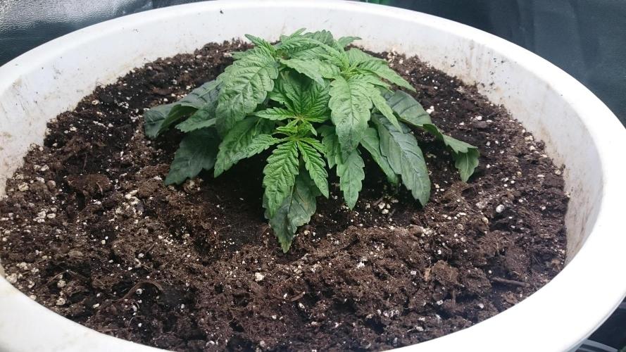 Lady Ambrosia. Week 2 - 23