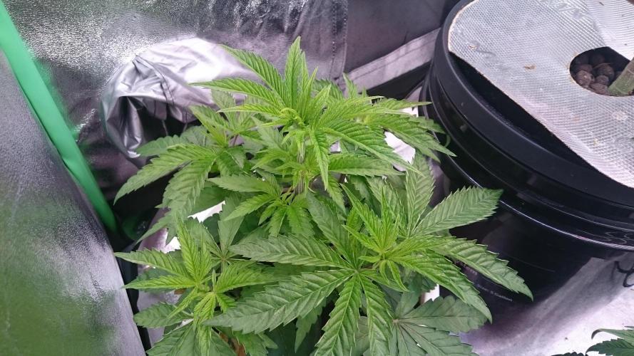 Lady Parysatis. Week 3 - 36