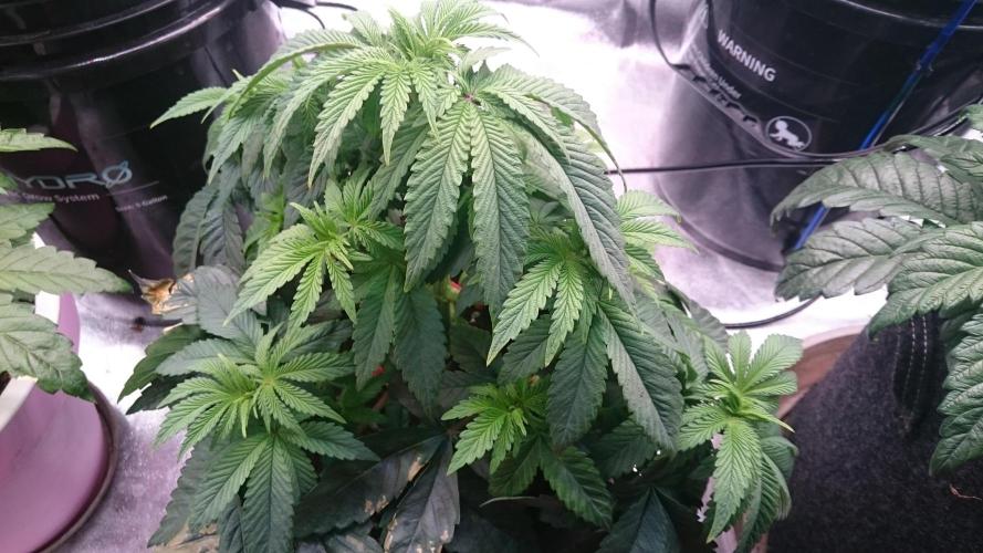 Lady Muireann. Week 4 - 48