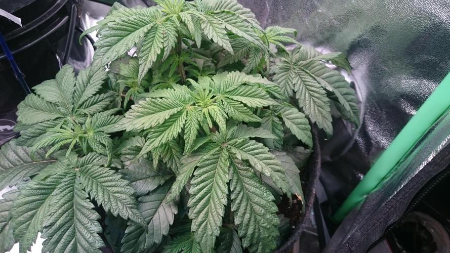 Bagseed BloodDragon lastone. Week 6 - 66