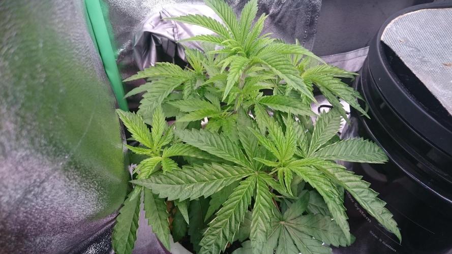 Lady Parysatis. Week 3 - 37