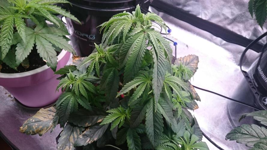 Lady Muireann. Week 4 - 49