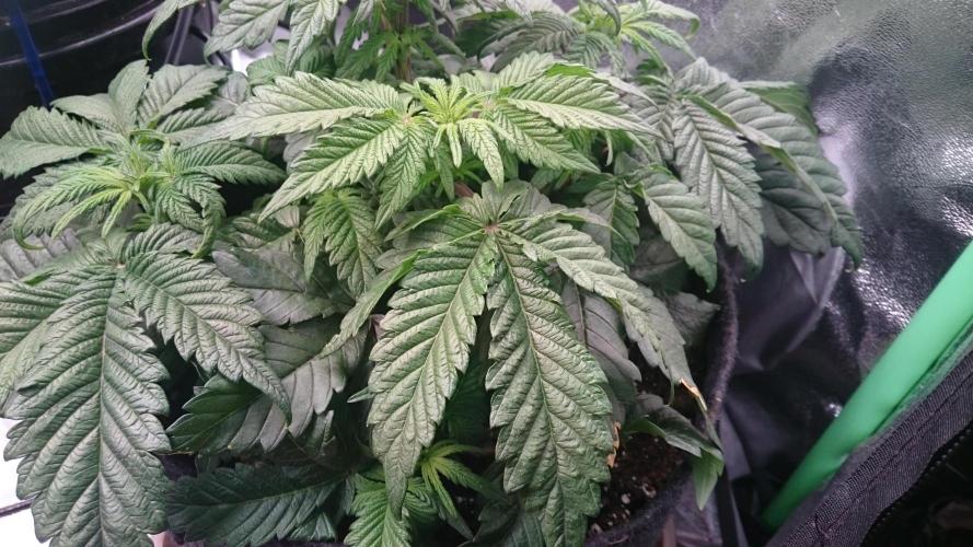 Bagseed BloodDragon lastone. Week 6 - 67