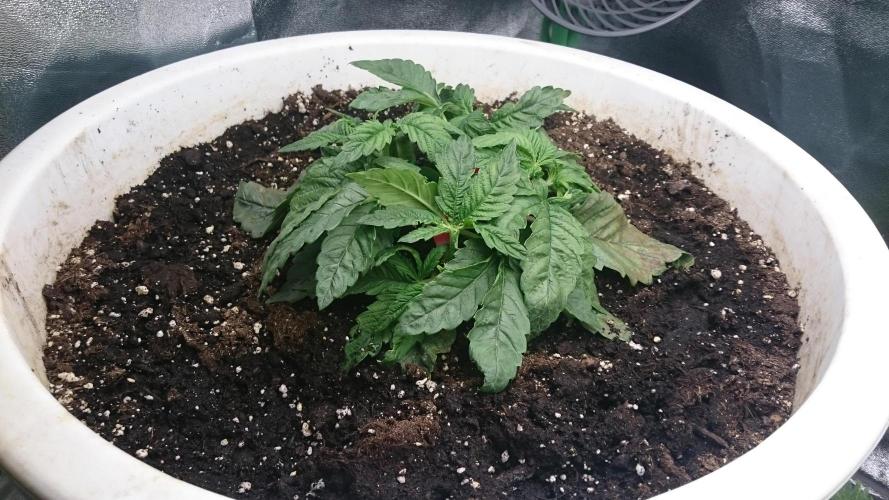 Lady Ambrosia. Week 2 - 25