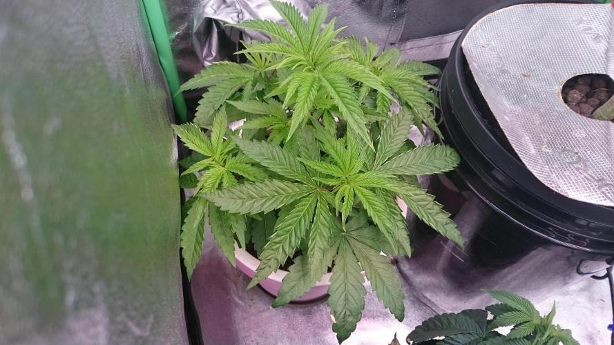 Lady Parysatis. Week 3 - 38