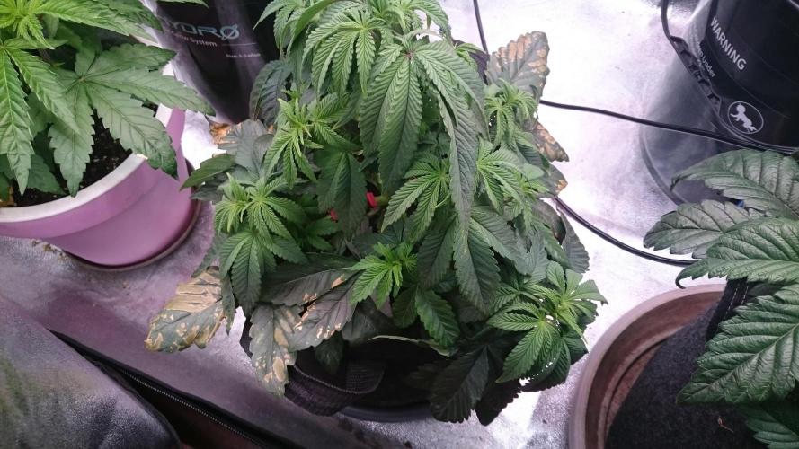 Lady Muireann. Week 5 - 50