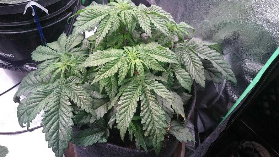 Bagseed BloodDragon lastone. Week 6 - 68