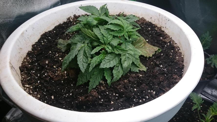 Lady Ambrosia. Week 2 - 26