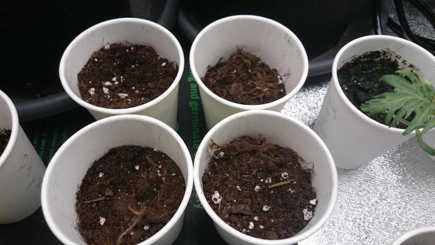 Lady LAdy. Week 0 - 0