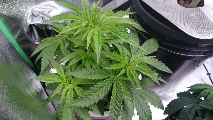 Lady Parysatis. Week 3 - 39