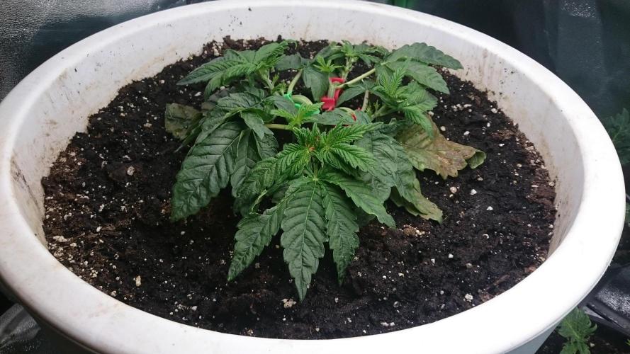 Lady Ambrosia. Week 2 - 27