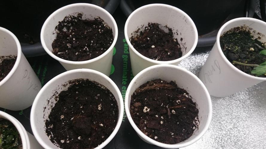 Lady LAdy. Week 0 - 1