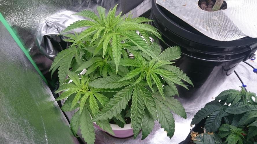 Lady Parysatis. Week 4 - 30