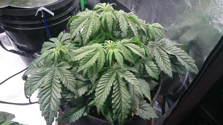 Bagseed BloodDragon lastone. Week 7 - 70