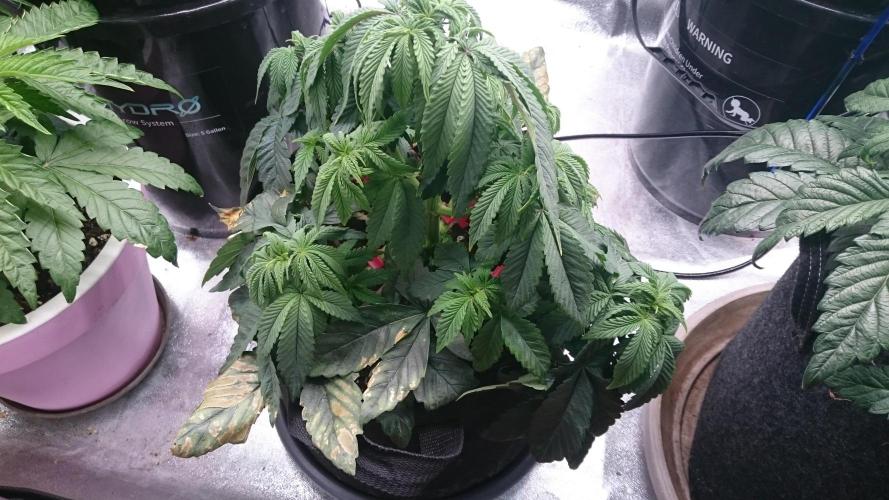 Lady Muireann. Week 5 - 52