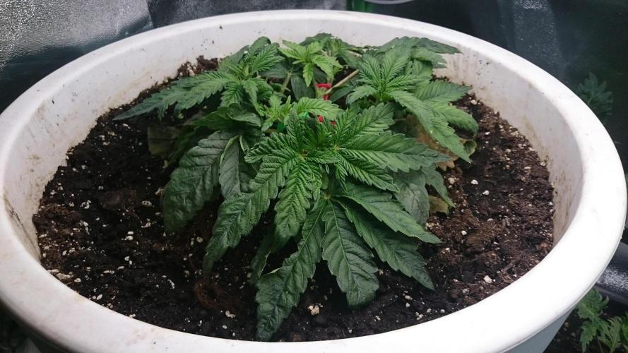 Lady Ambrosia. Week 2 - 29