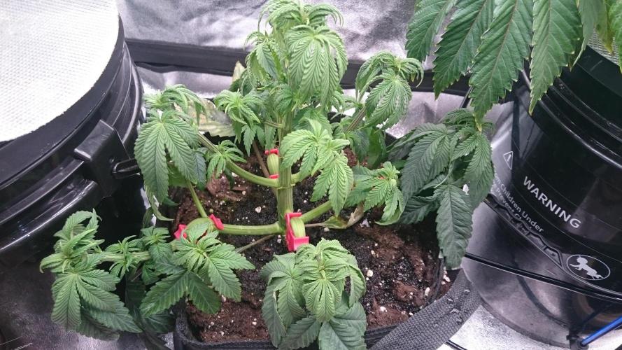 Lady Muireann. Week 5 - 53