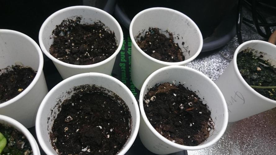 Lady LAdy. Week 0 - 3