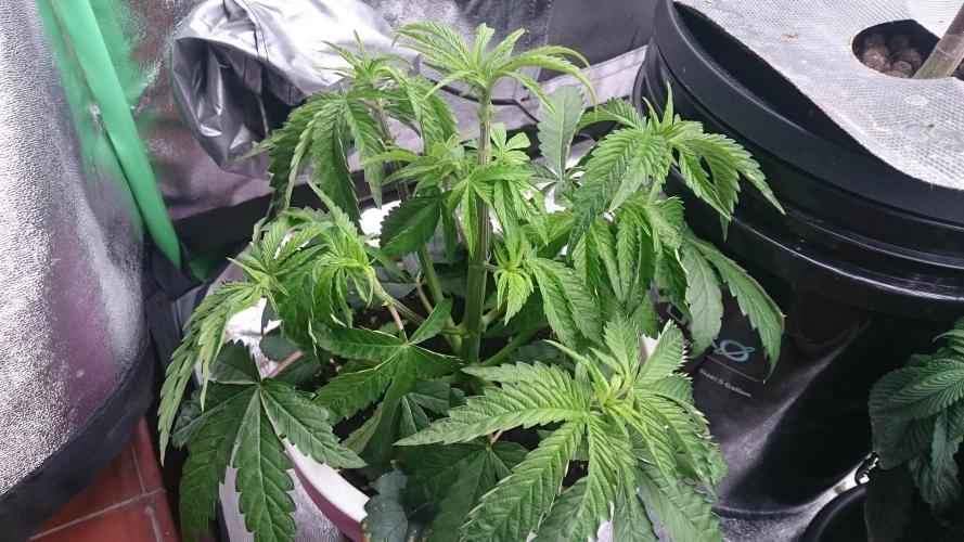 Lady Parysatis. Week 4