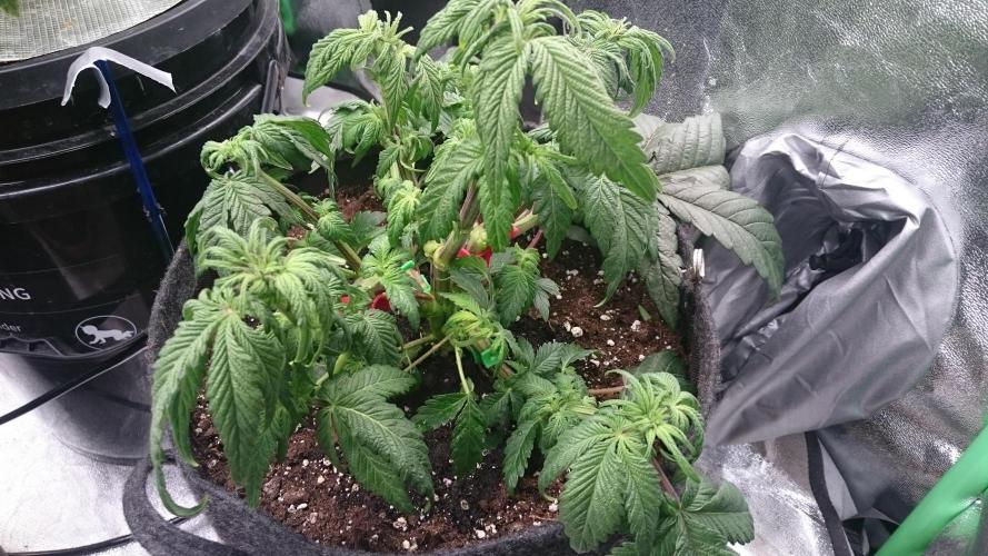 Bagseed BloodDragon lastone. Week 7 - 71