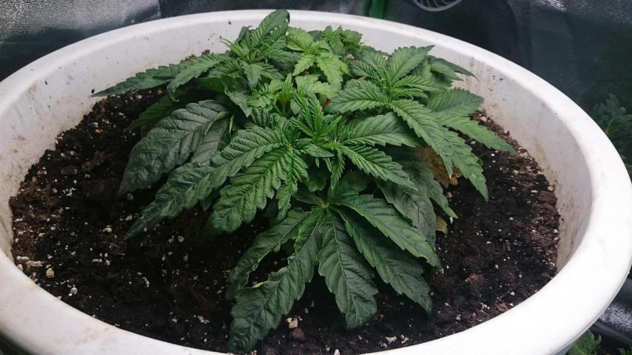 Lady Ambrosia. Week 3 - 30