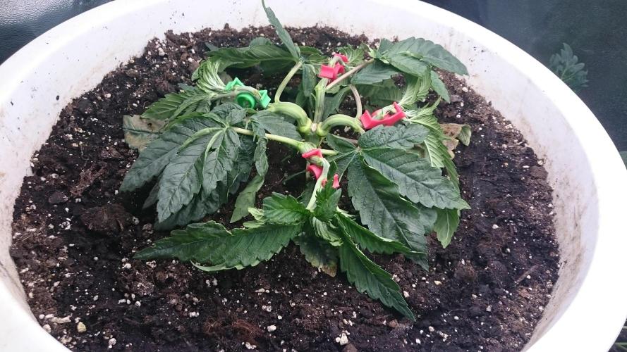 Lady Ambrosia. Week 3 - 30