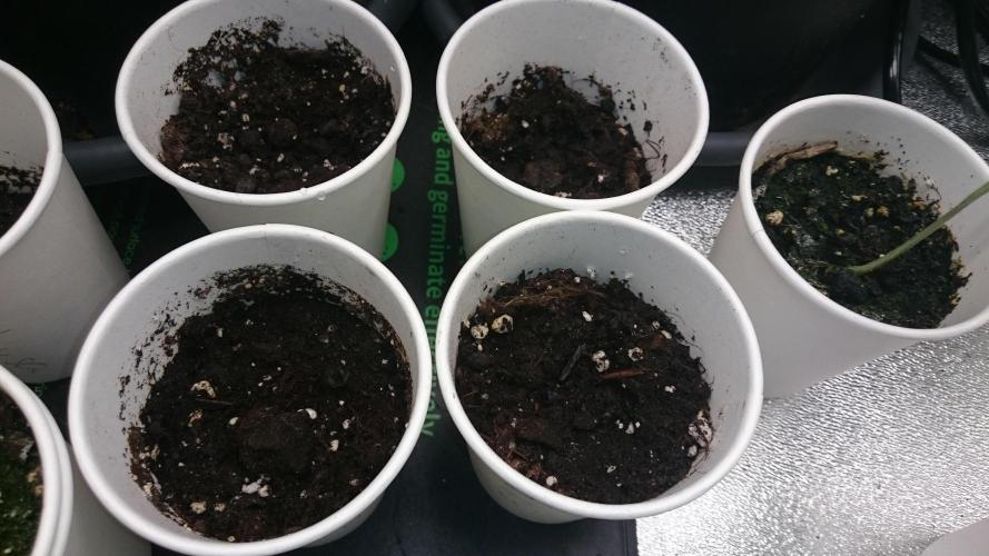 Lady LAdy. Week 0 - 4