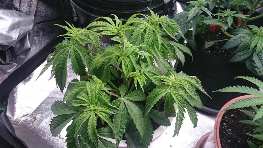 Lady Parysatis. Week 4 - 32