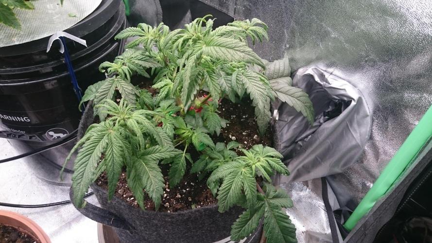 Bagseed BloodDragon lastone. Week 7 - 73