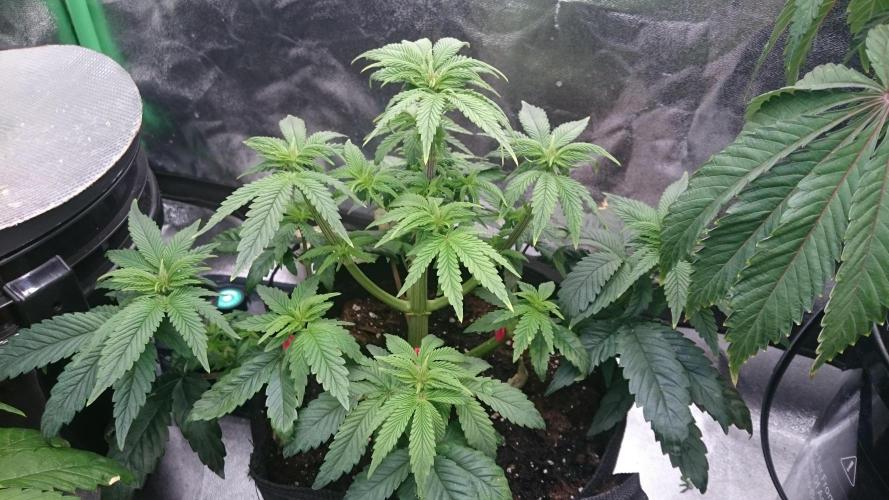 Lady Muireann. Week 5 - 55