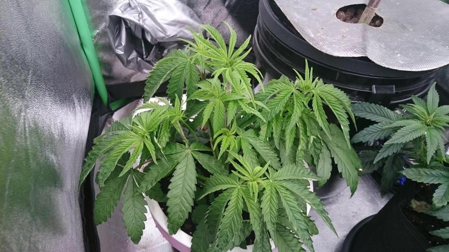 Lady Parysatis. Week 4 - 33