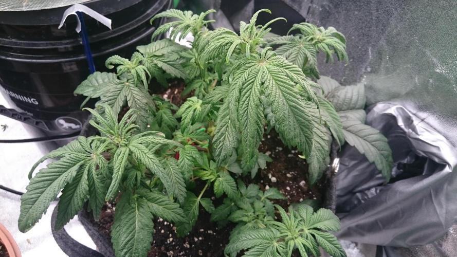 Bagseed BloodDragon lastone. Week 7 - 74