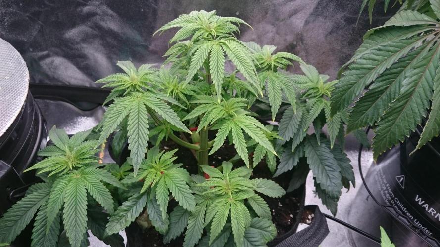 Lady Muireann. Week 5 - 56