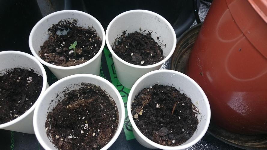 Lady LAdy. Week 0 - 6