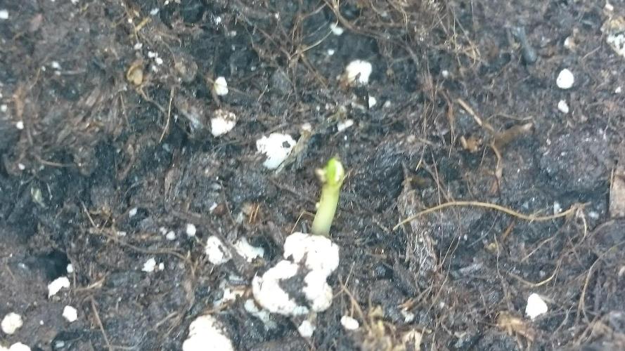 Lady LAdy. Week 0 - 6