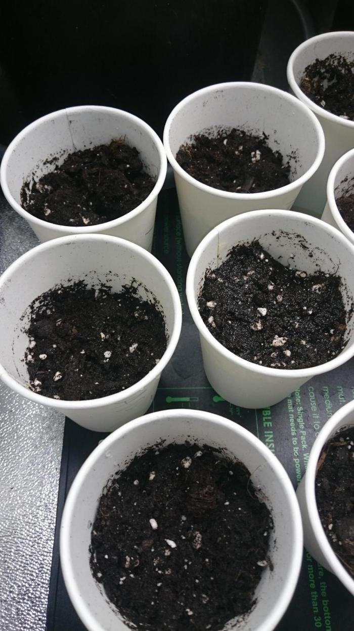 Lady AP25. Week 0 - 1