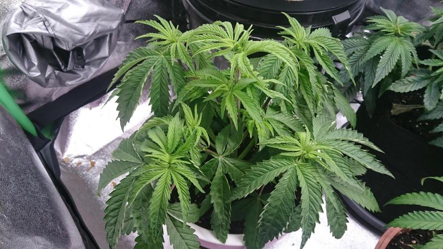 Lady Parysatis. Week 4 - 34